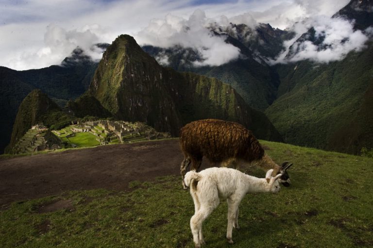 kuntur's andean adventur - Machu Picchu full day - animales